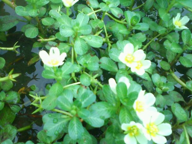liar cantik (bunga air putih)