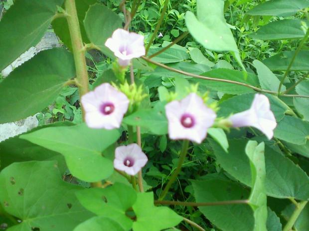 liar cantik (bunga kecil ungu)