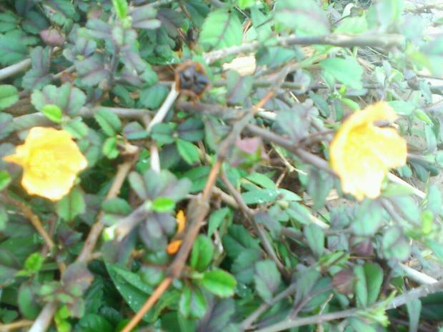 liar cantik (bunga kuning berkayu)