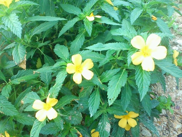 liar cantik (bunga kuning Pkp)