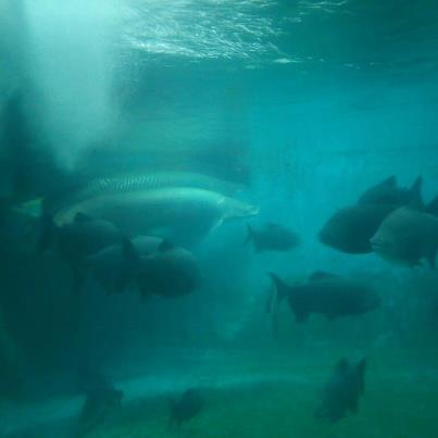 Purbalingga aquarium raksasa Wisata Taman