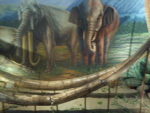 Fosil gading gajah purba