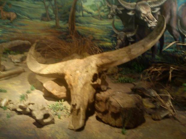 Fosil kepala kerbau purba