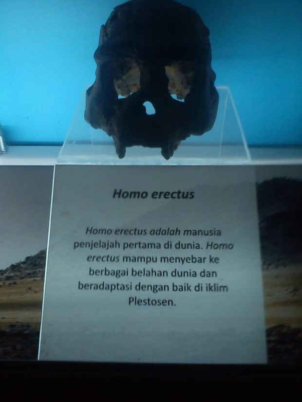 Fosil Tengkorak Homo erectus