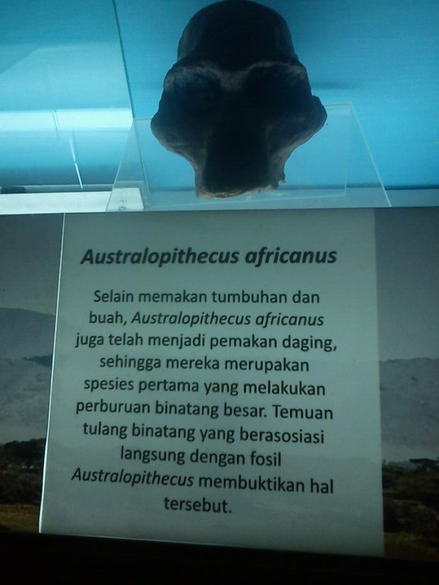 Fosil Tengkorak Australopithecus africanus