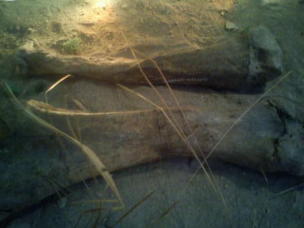 Fosil tulang kaki gajah purba